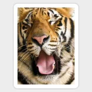 717 panthera Tigris Sticker